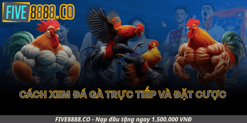 Cách Xem Đá Gà Trực Tiếp Và Đặt Cược Tại Five88
