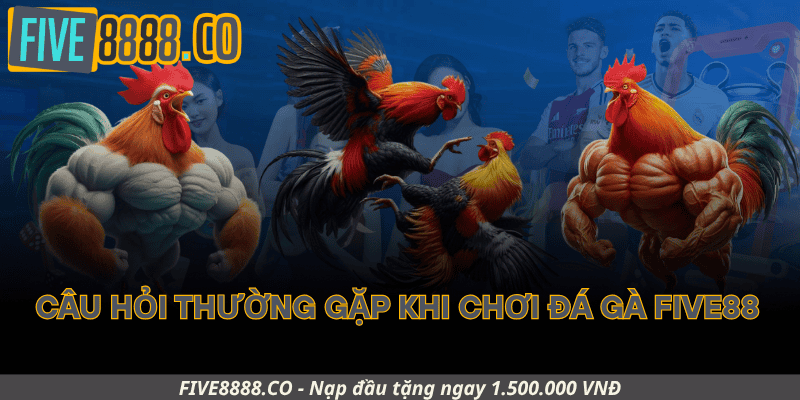 Câu Hỏi Thường Gặp Khi Chơi Đá Gà Five88